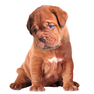 vendita cuccioli Dogue De Bordeaux