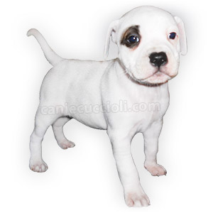 Vendita Cuccioli Staffordshire Bull Terrier